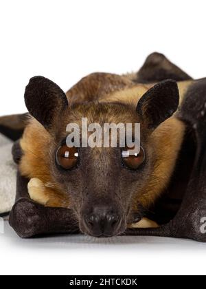 Head shot of young adult flying fox, fruit bat aka Megabat of chiroptera, laying with piece of banana on leather glove. Looking straight to camera. Is Stock Photo