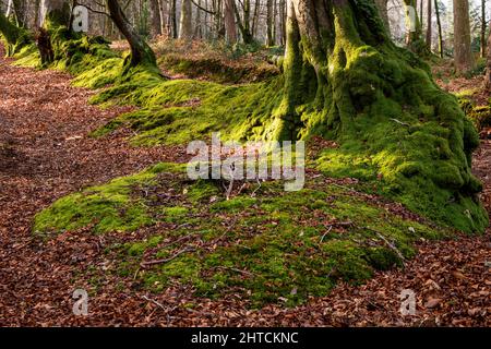 A row of trees growing in a bank which is covered  in moss in the winter sunshine. A carpet of leaf litter decorates the  ground Stock Photo