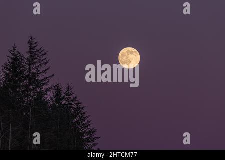 Full moon rising over trees at Coed Moel Famau, Clwydian Range, North Wales Stock Photo