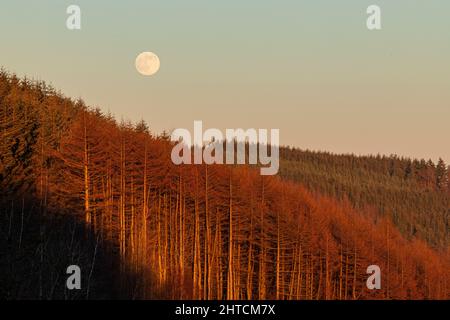 Full moon rising over trees at Coed Moel Famau, Clwydian Range, North Wales Stock Photo