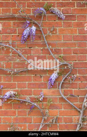 Wisteria plant vines climbing on a house wall in spring, UK, with wire rope support. Stock Photo