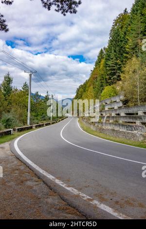 Vertical shot of an empty road stretching out into the distance with trees on both sides