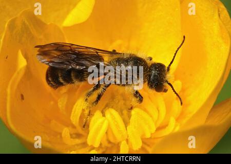 Closeup on the large scissor bee, Chelostoma florisomne, a specialist on collecting pollen Stock Photo