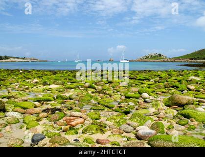 Gugh, St Agnes, Isles of Scilly, 2009. General view looking north from the sandbar separating St Agnes and Gugh, with seaweed-covered pebbles in the foreground. Stock Photo