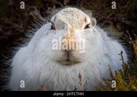 Mountain Hare in winter coat close up, Scotland Stock Photo