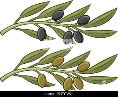 Olive branch illustration Stock Vector Image & Art - Alamy