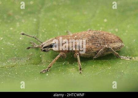 Closeup of the beet leaf weevil, Tanymecus palliatus sitting on a green leaf Stock Photo