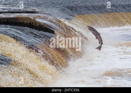 Salmon leaping up waterfall on the River Tyne. UK Stock Photo