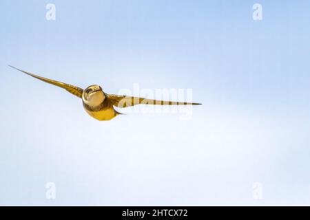 A closeup of the sand martin. Riparia riparia or European sand martin, bank swallow. Stock Photo