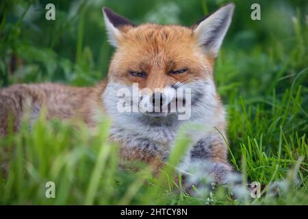 Red fox relaxing in the British countryside. Surrey, UK Stock Photo