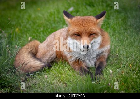 Red fox relaxing in the British countryside. Surrey, UK Stock Photo