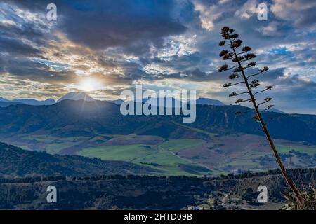 close-up of agave or pita with landscape in the background Stock Photo