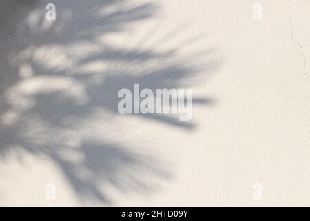 Palm tree shadows on beige concrete rough textured background. Dark silhouette of the exotic leaves in sunlight. Summer vacation, travel concept Stock Photo