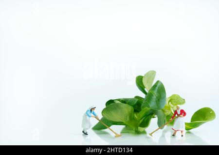 Two farmer women with rake in front of a juicy green lamb's lettuce Stock Photo
