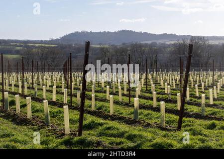 Hartley Wine Estate in Hampshire, England, UK, with rows of newly planted grape vines Stock Photo