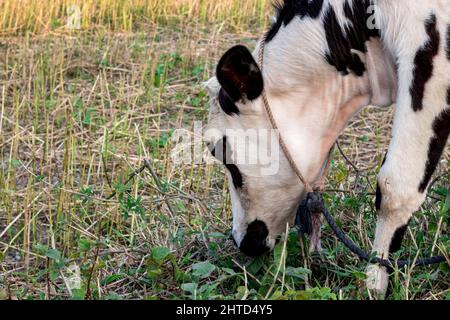 Close up shot of grass chewing domestic cow on an agricultural field Stock Photo