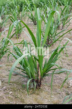 Close up vertical shot of a newly planted young sugarcane field Stock Photo