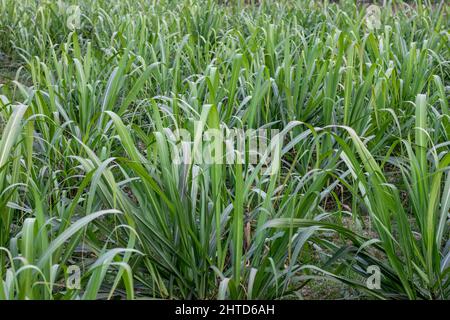 Sugarcane field with growing young plants close up shot Stock Photo