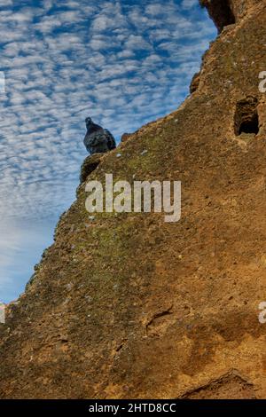 A low angle shot of Rock Pigeon with open wings soaring in the blue sky ...