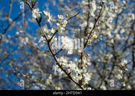 Close up of wild cherry blossom on a tree. Stock Photo