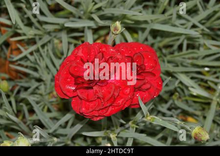 Single Dianthus (pink) red flower with leafy background Stock Photo