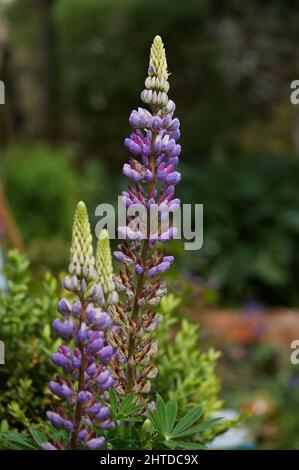 Purple lupine (Lupinus) flowers in the garden with defocused natural background Stock Photo
