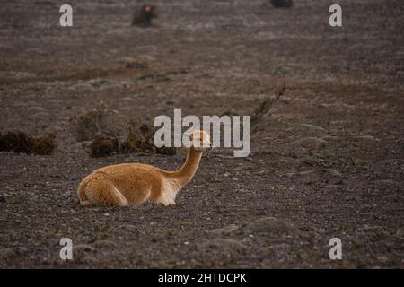 A shallow focus shot of an Vicuna laying down on the ground in its natural habitat Stock Photo