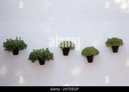 close up detail image of pots hanging on a white wash wall in mijas spain Stock Photo