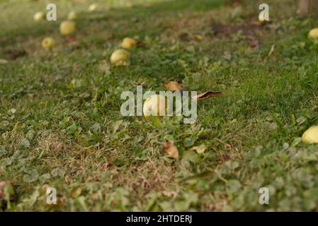 A closeup of apples fallen on the green grass in a garden Stock Photo
