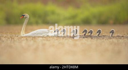 Mute Swan (Cygnus olor) Swimming on Lake in backlight with Chicks. This is a Species of Swan and a member of the Waterfowl Family Anatidae. Wildlife S Stock Photo