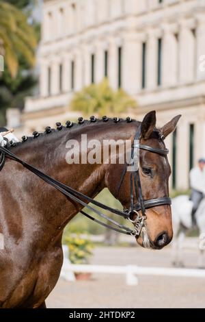 Facial portrait of a Hanoverian horse before competing in dressage Stock Photo