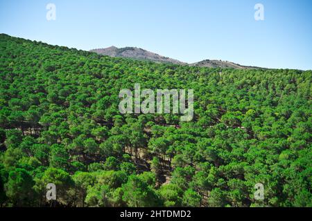 mount of green pines in summer Stock Photo