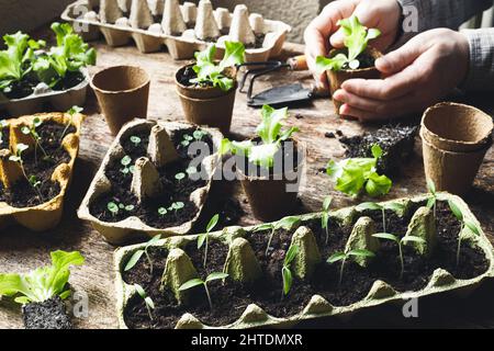 Hands planting lettuce in biodegradable pot and reused egg boxes with vegetable seedlings on the dark wooden table, environmentally friendly living an Stock Photo