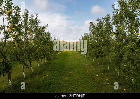 Rows of apple trees and fallen yellow apples in a field in Door County, Wisconsin, the USA Stock Photo