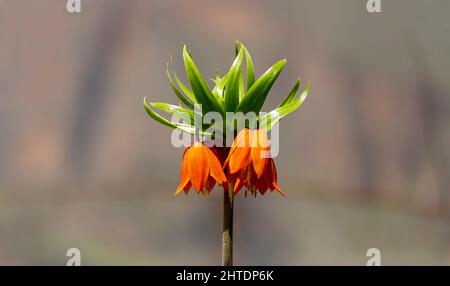 Ters Lale: It is an endemic species belonging to the Anatolian geography. The 'reverse Tulip' in Hakkari's Cilo Mountains is one of the most rare flow Stock Photo