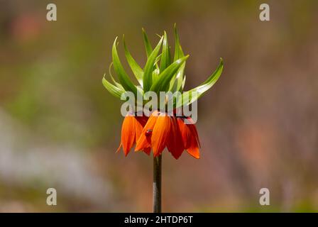 Ters Lale: It is an endemic species belonging to the Anatolian geography. The 'reverse Tulip' in Hakkari's Cilo Mountains is one of the most rare flow Stock Photo