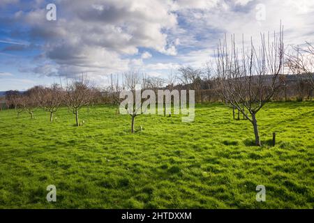 Dunster Orchard in the Exmoor National Park, Somerset, England. Stock Photo