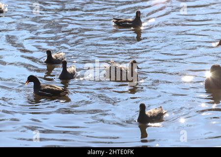 ducky, glimmer, duckling, sun flares, sunny, reflection, outside, wing, outdoors, park, river, europe, common morehen, fauna, common gallinule, gallin Stock Photo