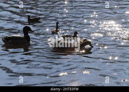 ducky, glimmer, duckling, sun flares, sunny, reflection, outside, wing, outdoors, park, river, europe, common morehen, fauna, common gallinule, gallin Stock Photo
