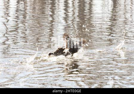 Moorhen (Gallinula) in a lake of contrasting light and sun flares Stock Photo