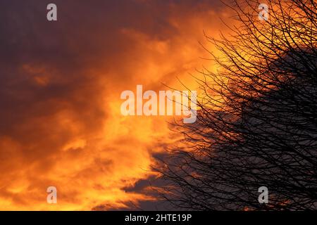 dark branches of a tree in front of dark and orange-red clouds in the evening sky during stormy weather, copy space Stock Photo