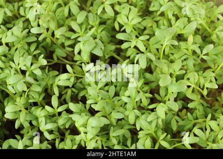 close-up of fresh green garden cress, view from above Stock Photo