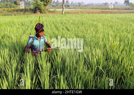 Jessore, Bangladesh - October 10, 2014: Bangladeshi Farmer are spraying poison to kill insects in paddy fields at Gadkhali in Jessore. Stock Photo