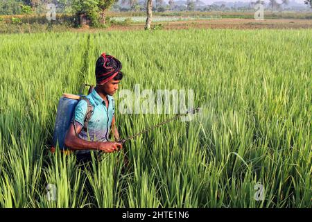 Jessore, Bangladesh - October 10, 2014: Bangladeshi Farmer are spraying poison to kill insects in paddy fields at Gadkhali in Jessore. Stock Photo