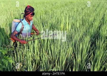 Jessore, Bangladesh - October 10, 2014: Bangladeshi Farmer are spraying poison to kill insects in paddy fields at Gadkhali in Jessore. Stock Photo