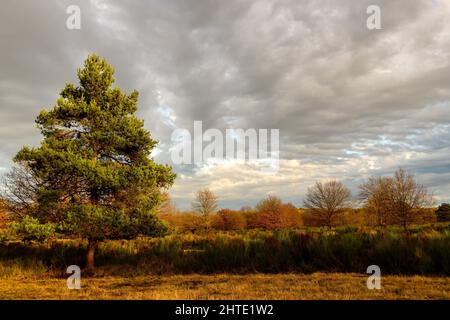 Beautiful view of a single tree on an autumn field under a gloomy sky in Wahner Heide, Germany Stock Photo