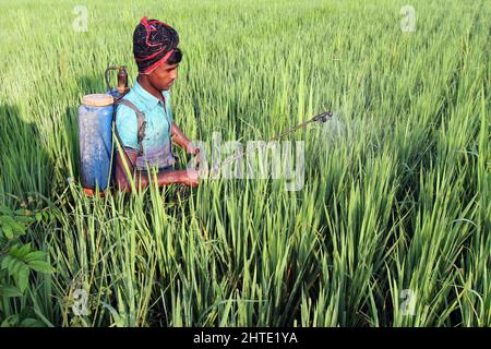 Jessore, Bangladesh - October 10, 2014: Bangladeshi Farmer are spraying poison to kill insects in paddy fields at Gadkhali in Jessore. Stock Photo