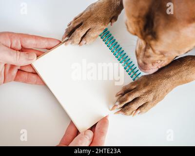 Male hands and dog paws hold a notepad. Close-up, indoors, view from above. Day light. Pet care concept Stock Photo