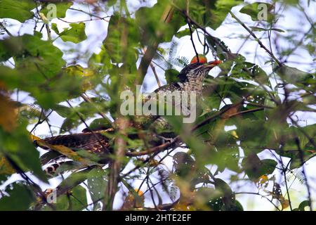 Jessore, Bangladesh - October 10, 2014: Male cuckoo birds are eating wild fruits from a tree in Jessore. Stock Photo