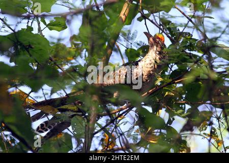 Jessore, Bangladesh - October 10, 2014: Male cuckoo birds are eating wild fruits from a tree in Jessore. Stock Photo